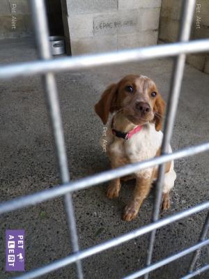 Lena abandonnee trouvee au pont de l arn mazamet 81 tarn mise au chenil aussillon le 27 12 2018