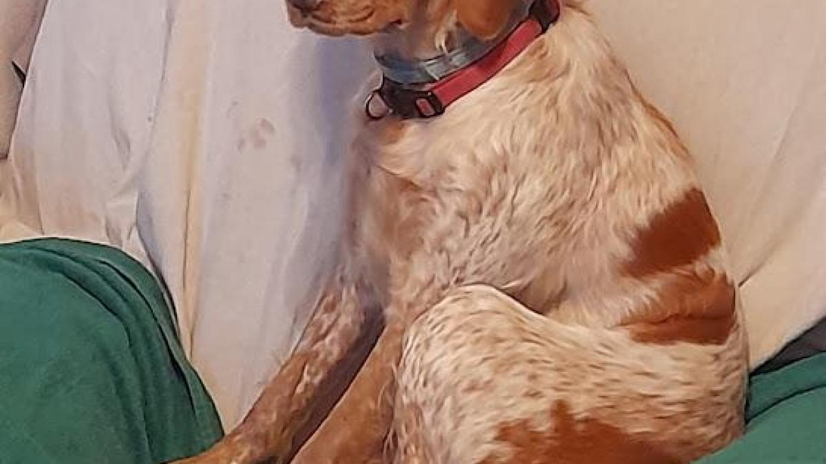 2 Epagneul Breton-81-Sa Maman 10ans-Lena+4mois.Sa Maman a été adoptée à Sorreze 81.Lena est chez Nous depuis 5/02/2019 et Caline,Fox-Terrier ...